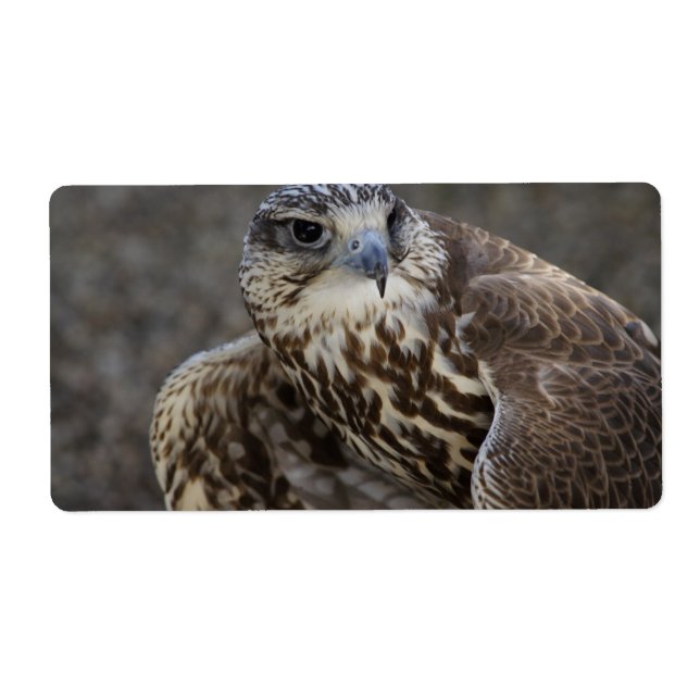 Falco cherrug label (Front)