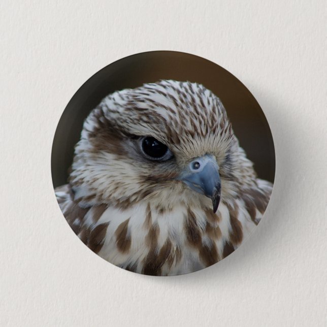 Falco cherrug Portrait Button (Front)
