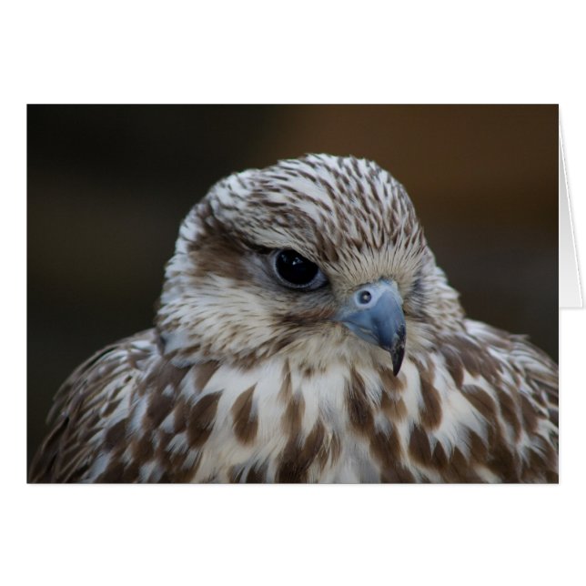 Falco cherrug Portrait Cards (Front Horizontal)