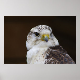Falco cherrug Portrait Poster