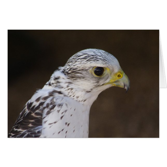Falco rusticolus cards (Front Horizontal)