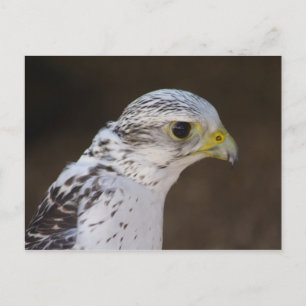 Falco rusticolus postcard