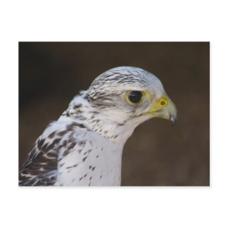 Falco rusticolus postcard