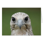 Falcon (Front Horizontal)