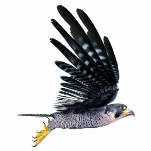 Falcon Bird Cutout