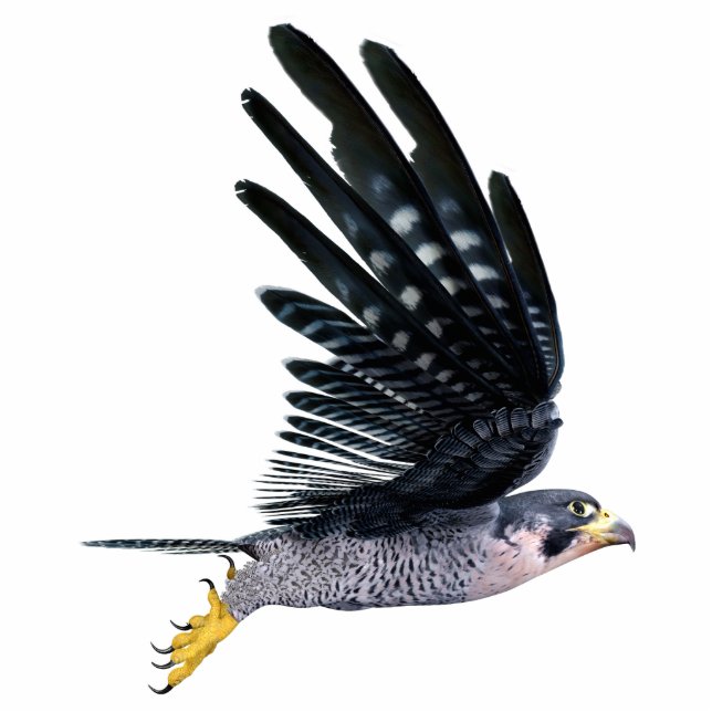 Falcon Bird Cutout (Front)