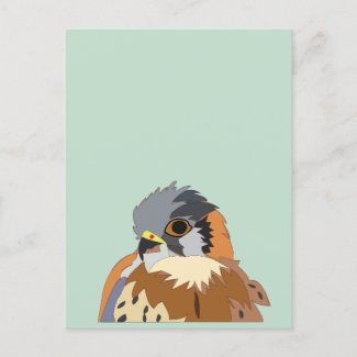Falcon Bird Illustration