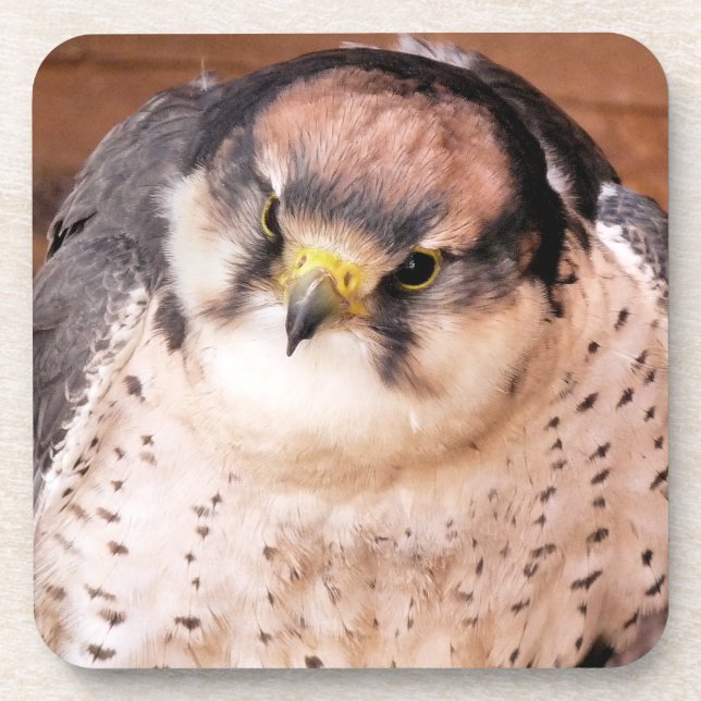 FALCON BIRD OF PREY BEVERAGE COASTER (Front)