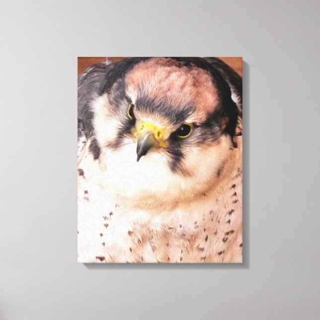 FALCON BIRD OF PREY CANVAS PRINT (Front)
