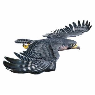 Falcon Bird Photo Sculpture