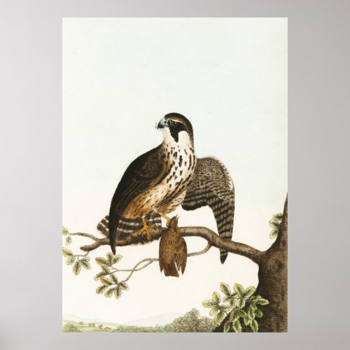 Falcon Bird Vintage nature painting Poster
