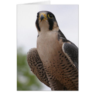 Falcon Cards