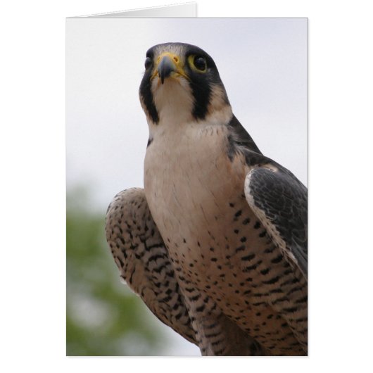 Falcon Cards (Front)