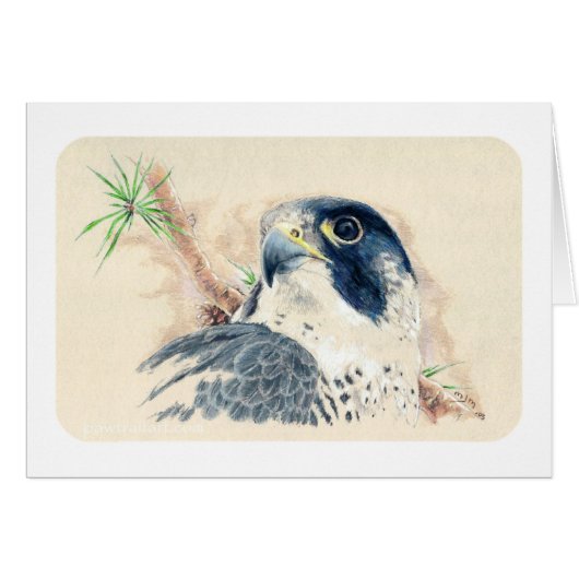 Falcon Cards (Front Horizontal)