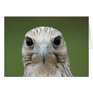 Falcon Cards