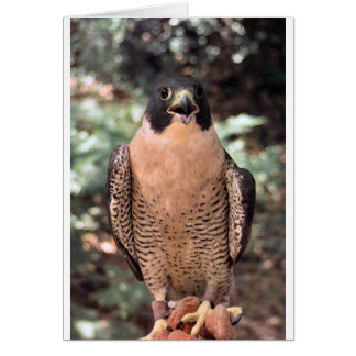 falcon cards
