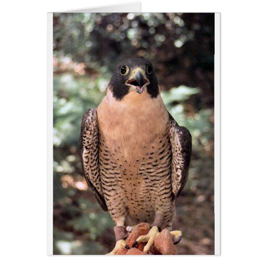 falcon cards (Front)