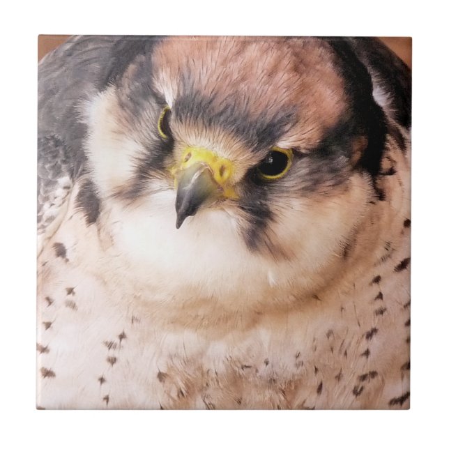 FALCON CERAMIC TILE (Front)