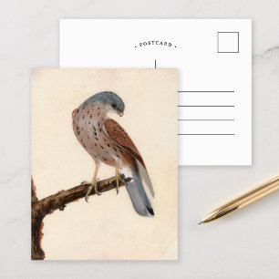 Falcon Hen Kestrel William Lewin Postcard