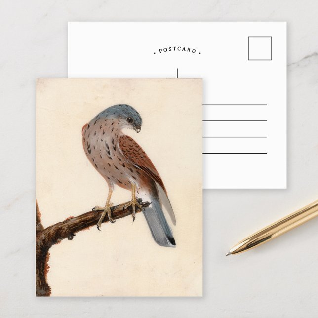Falcon Hen Kestrel | William Lewin Postcard (Creator Uploaded)