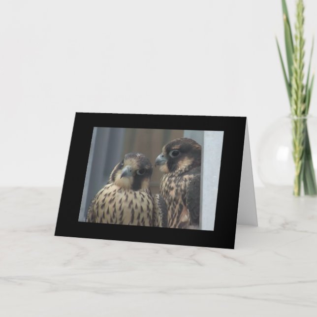 Falcon note card (Front)