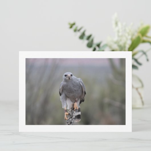 Falcon on Cactus (Standing Front)