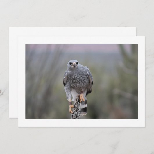 Falcon on Cactus (Front/Back)