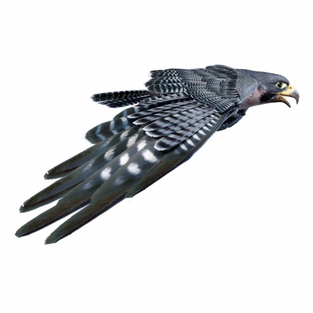 Falcon Photo Sculpture (Front)