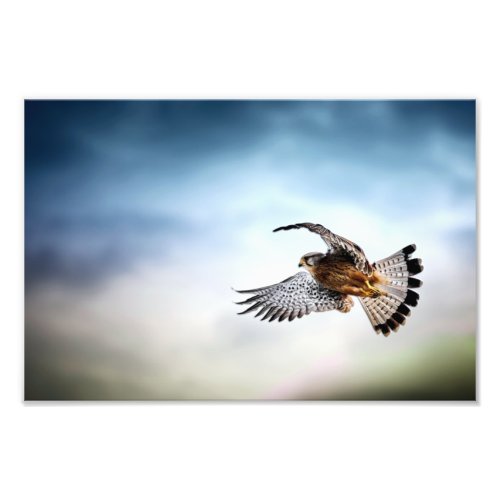 Falcon Soaring in the Sky Photo Print