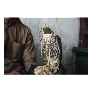 Falconry falcon photo print