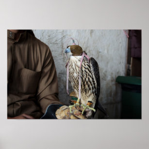 Falconry falcon poster