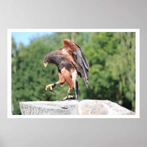 Falconry Harris Hawk with Jesses Poster