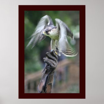 Falconry Poster by Rosemariesw at Zazzle