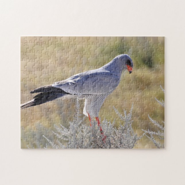 Falcons of Namibia. Jigsaw Puzzle (Horizontal)