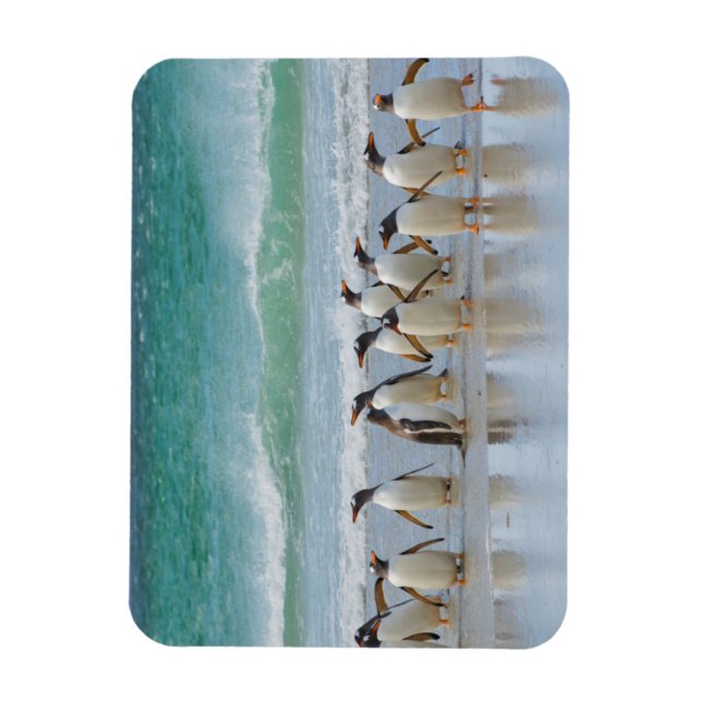 Falkland Islands. Saunders Island. Gentoo Magnet (Vertical)