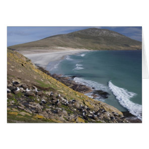 Falkland Islands, West Falkland, Saunders Cards
