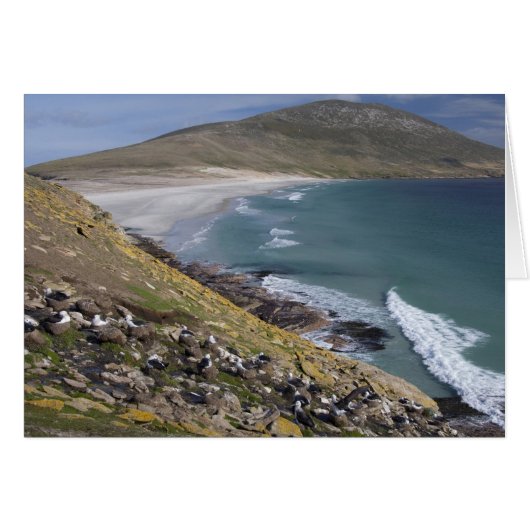 Falkland Islands, West Falkland, Saunders Cards (Front Horizontal)