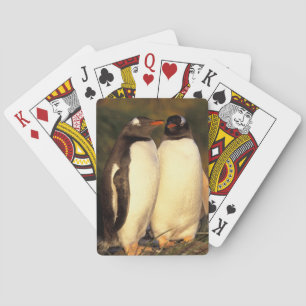 Falklands Islands. Gentoo Penguins. (Pyroscelis Poker Cards