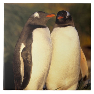 Falklands Islands. Gentoo Penguins. (Pyroscelis Tile