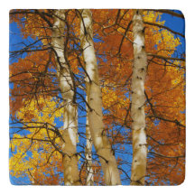 Fall Aspen Country Nature Photograph © Sandy Long