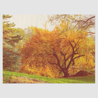 Fall Autumn Landscape Photo of Central Park Tissue Paper
