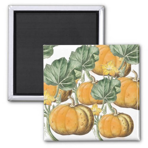 Fall Autumn Watercolor Vintage Pumpkins  Magnet