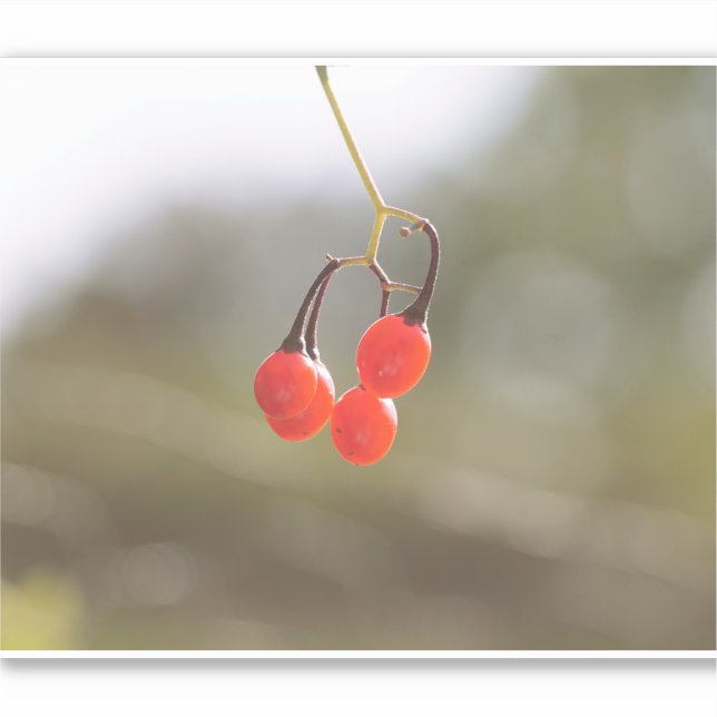 Fall Berries. Sticker (Front)