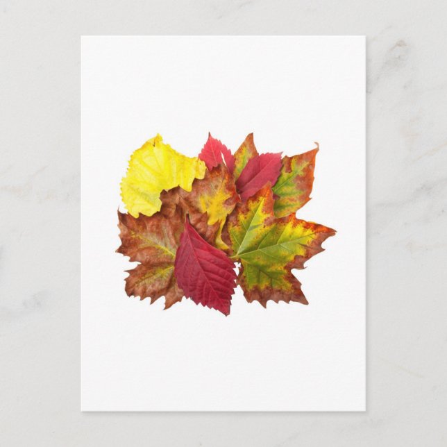 Fall bouquet postcard (Front)