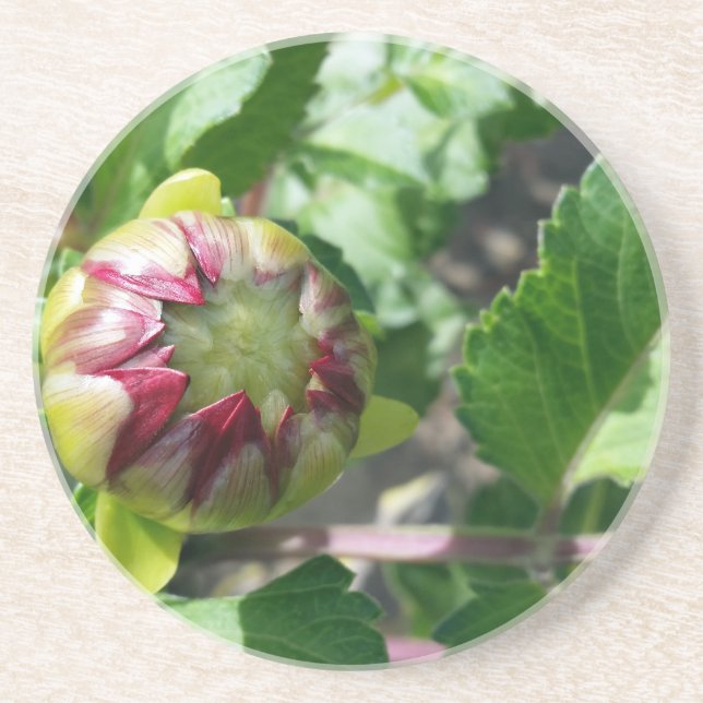 fall bud sandstone coaster (Front)