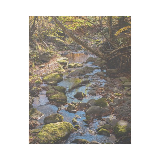 Fall by a Creek in the Catskill Mountains Gallery Wrap (Front)