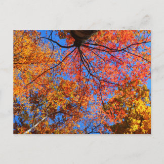 Fall Canopy Postcard