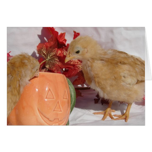 Fall Chicks Cards (Front Horizontal)