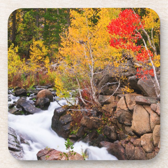 Fall color along Bishop Creek, CA Coaster (Front)