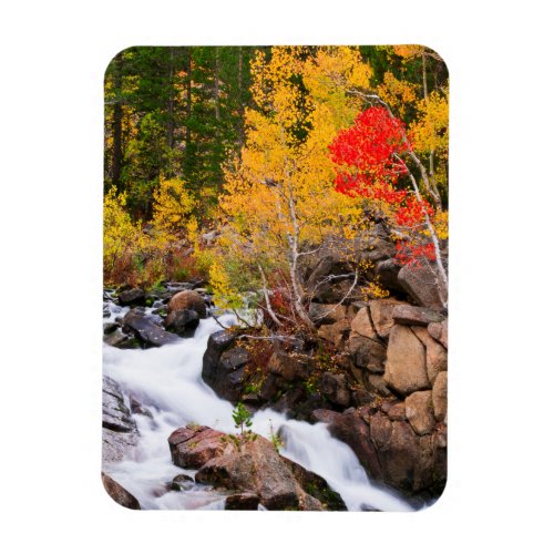 Fall color along Bishop Creek CA Magnet